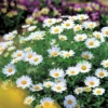 0cb5656064e4b7faafab5f5d0de5f37c.webp White Chrysanthemum Flower Seeds 20pcs