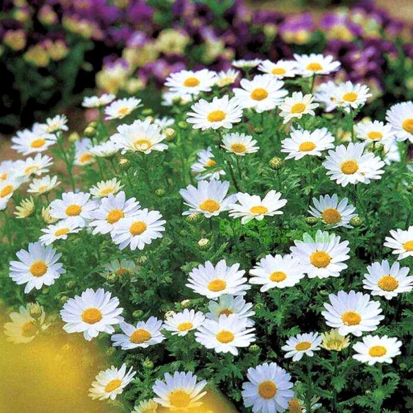 0cb5656064e4b7faafab5f5d0de5f37c.webp White Chrysanthemum Flower Seeds 20pcs