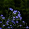 Blue Flax Flower Seeds 20pcs
