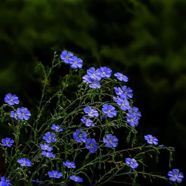Blue Flax Flower Seeds 20pcs