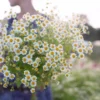 2c33da92a401366c25e7a5074c21a793.webp Chamomile Flower Seeds 20pcs