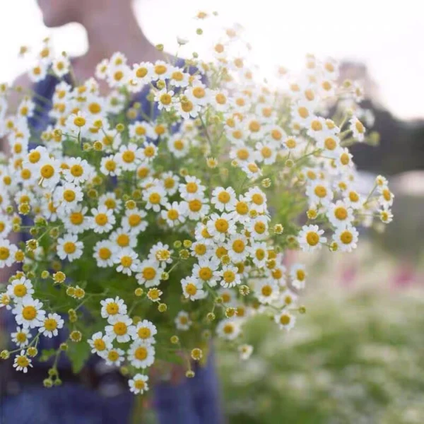2c33da92a401366c25e7a5074c21a793.webp Chamomile Flower Seeds 20pcs