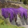 35eb20de547d00db573a6932d602a389.webp Creeping Thyme Flower Seeds 20pcs