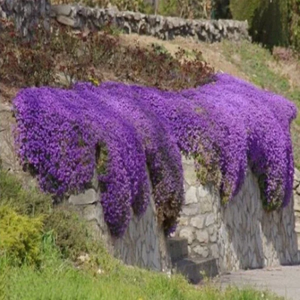 35eb20de547d00db573a6932d602a389.webp Creeping Thyme Flower Seeds 20pcs