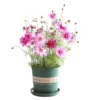 Cosmos Flower Seeds 20pcs