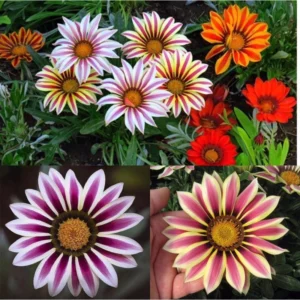 Gaillardia Aristata Flower Seeds 20pcs