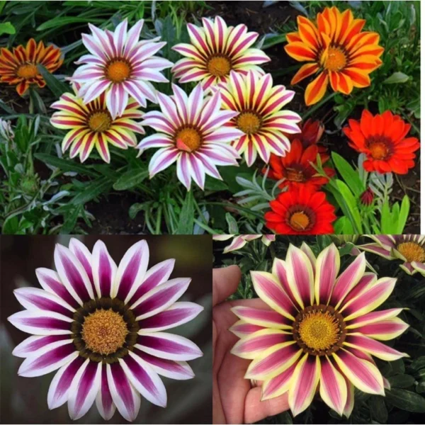 Gaillardia Aristata Flower Seeds 20pcs