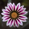 Gaillardia Aristata Flower Seeds 20pcs