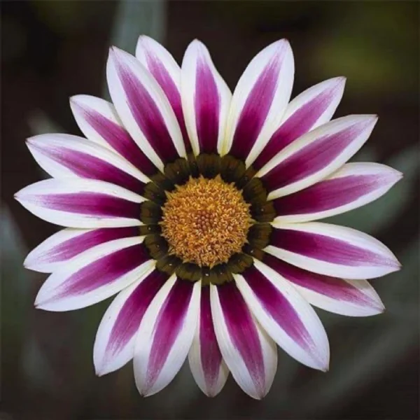 Gaillardia Aristata Flower Seeds 20pcs
