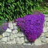 4d9ac2dd1d59ec8f24f035f1a353e9e9.webp Creeping Thyme Flower Seeds 20pcs