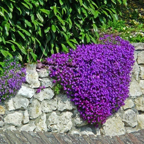4d9ac2dd1d59ec8f24f035f1a353e9e9.webp Creeping Thyme Flower Seeds 20pcs