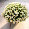 53ed0f8ff6c73d4c9c37686b5f4390d3.webp White Chrysanthemum Flower Seeds 20pcs