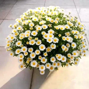 White Chrysanthemum Flower Seeds 20pcs