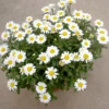 5628b0f2afa55a92ddaefa28e13b7337.webp White Chrysanthemum Flower Seeds 20pcs