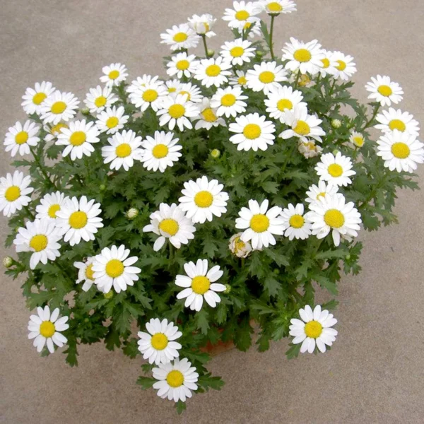 5628b0f2afa55a92ddaefa28e13b7337.webp White Chrysanthemum Flower Seeds 20pcs