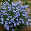 Blue Flax Flower Seeds 20pcs