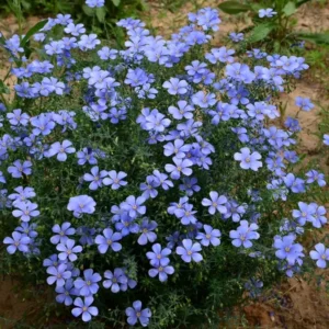 Blue Flax Flower Seeds 20pcs