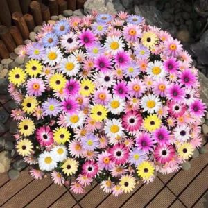 Daisy Flower Seeds 20pcs