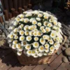 Daisy Flower Seeds 20pcs