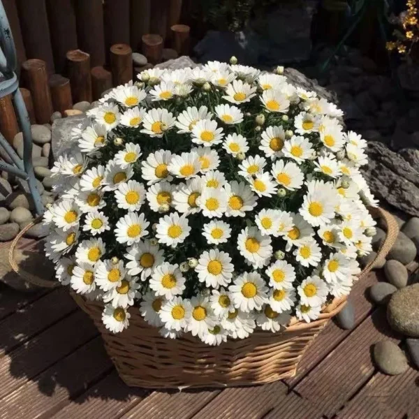 Daisy Flower Seeds 20pcs