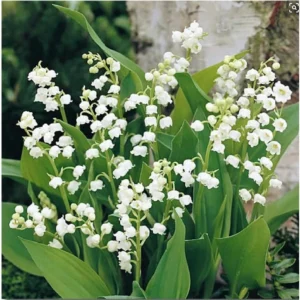 Lily Of The Valley Flower Seeds 20pcs