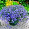 Blue Flax Flower Seeds 20pcs