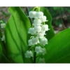Lily Of The Valley Flower Seeds 20pcs