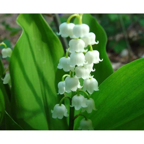 Lily Of The Valley Flower Seeds 20pcs