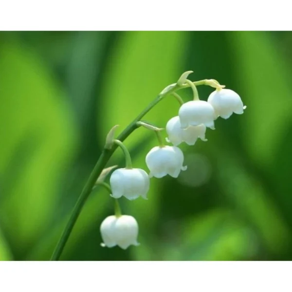 Lily Of The Valley Flower Seeds 20pcs