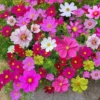 Cosmos Flower Seeds 20pcs