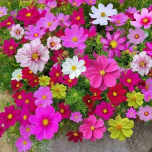 Cosmos Flower Seeds 20pcs