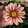 Gaillardia Aristata Flower Seeds 20pcs