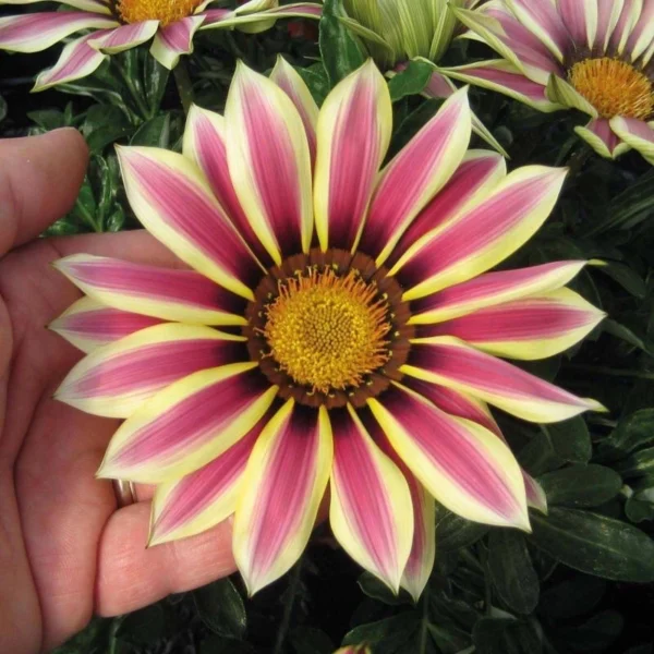 Gaillardia Aristata Flower Seeds 20pcs