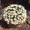 a4a5b9893a325b0ae97d62c11f6ddeaa.webp Chamomile Flower Seeds 20pcs