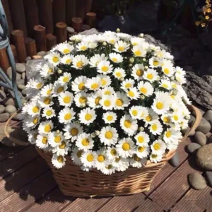 Chamomile Flower Seeds 20pcs