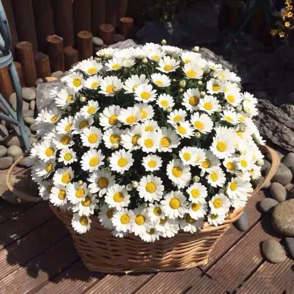 a4a5b9893a325b0ae97d62c11f6ddeaa.webp Chamomile Flower Seeds 20pcs