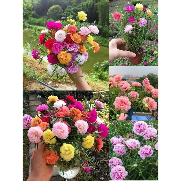 Portulaca Sun Daze Flower Seeds 20pcs