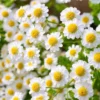 bcfb286161456331d116db25c88766e8.webp Chamomile Flower Seeds 20pcs