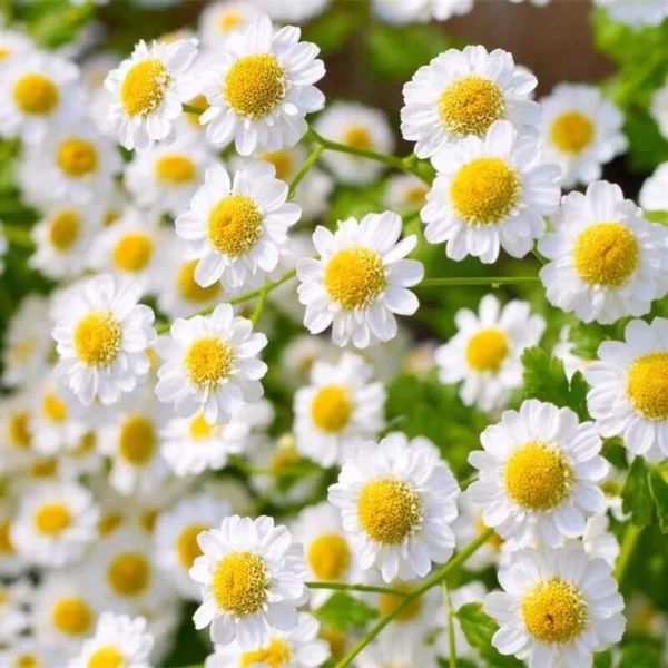 bcfb286161456331d116db25c88766e8.webp Chamomile Flower Seeds 20pcs