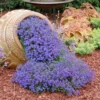 c7b0b37a615309a95dbd407f3a54a4a0.webp Creeping Thyme Flower Seeds 20pcs