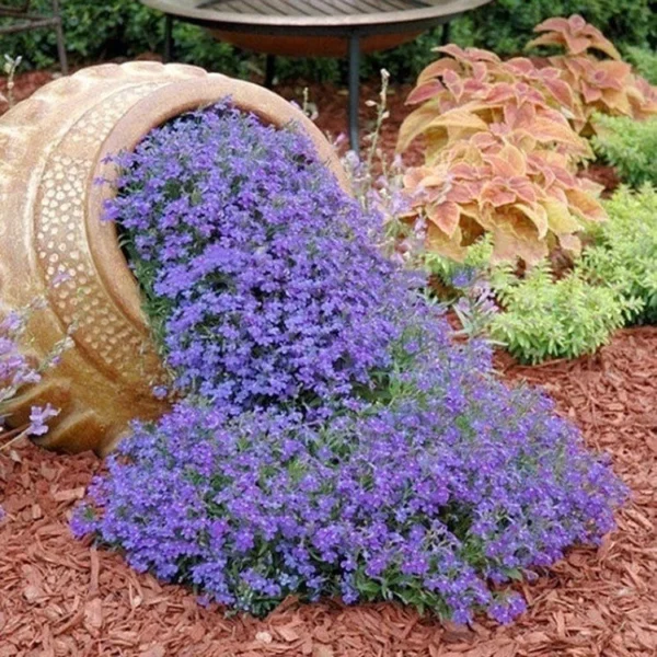 c7b0b37a615309a95dbd407f3a54a4a0.webp Creeping Thyme Flower Seeds 20pcs