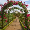 Metal Garden Arch Trellis