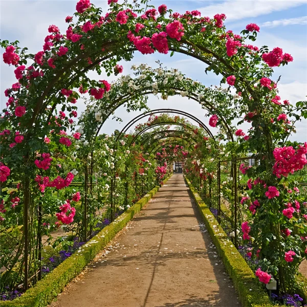 Metal Garden Arch Trellis