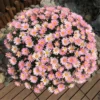 Daisy Flower Seeds 20pcs