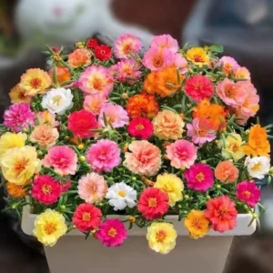 Moss Rose Portulaca Seeds 20pcs