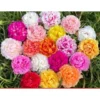 Moss Rose Portulaca Seeds 20pcs