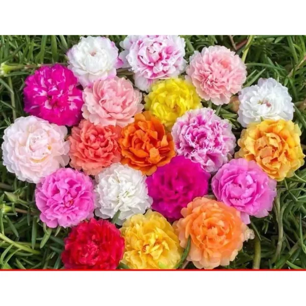 Moss Rose Portulaca Seeds 20pcs