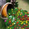 Moss Rose Portulaca Seeds 20pcs