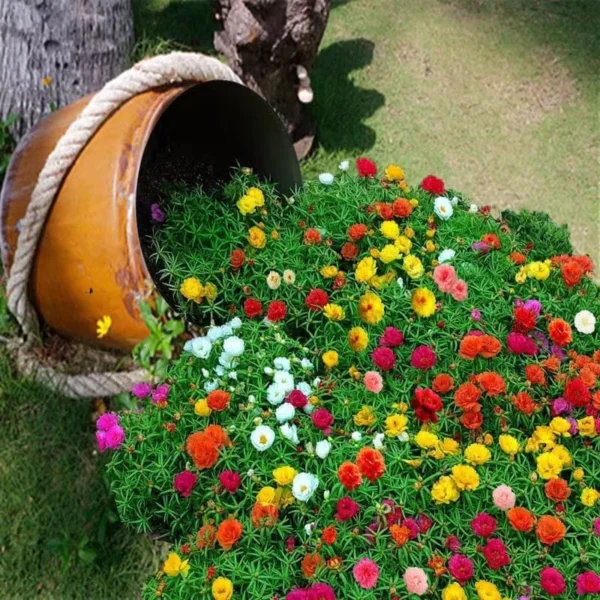 Moss Rose Portulaca Seeds 20pcs