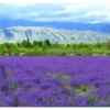 my-11134207-7r98p-ln5wpicuxtby84.webp French Lavender Flower Seeds 50pcs